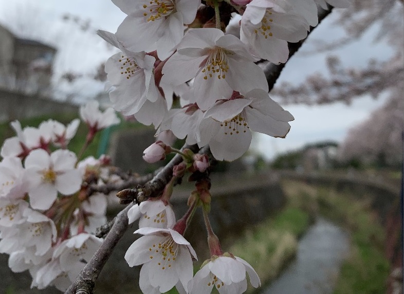 恩田川の桜2020年