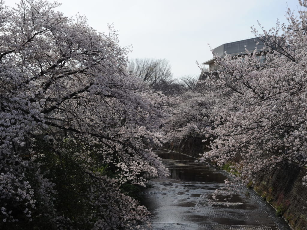 恩田川.桜1