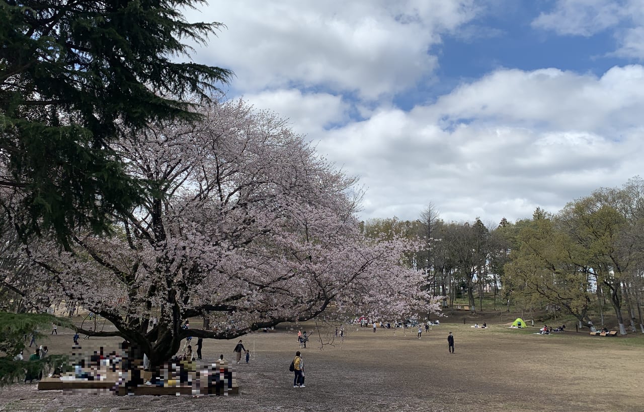 鶴間公園の桜