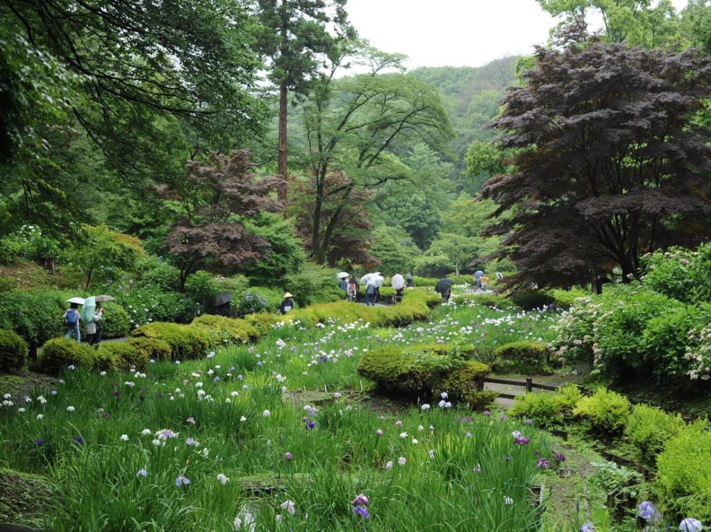 町田薬師池公園しょうぶあじさいまつりのしょうぶ3