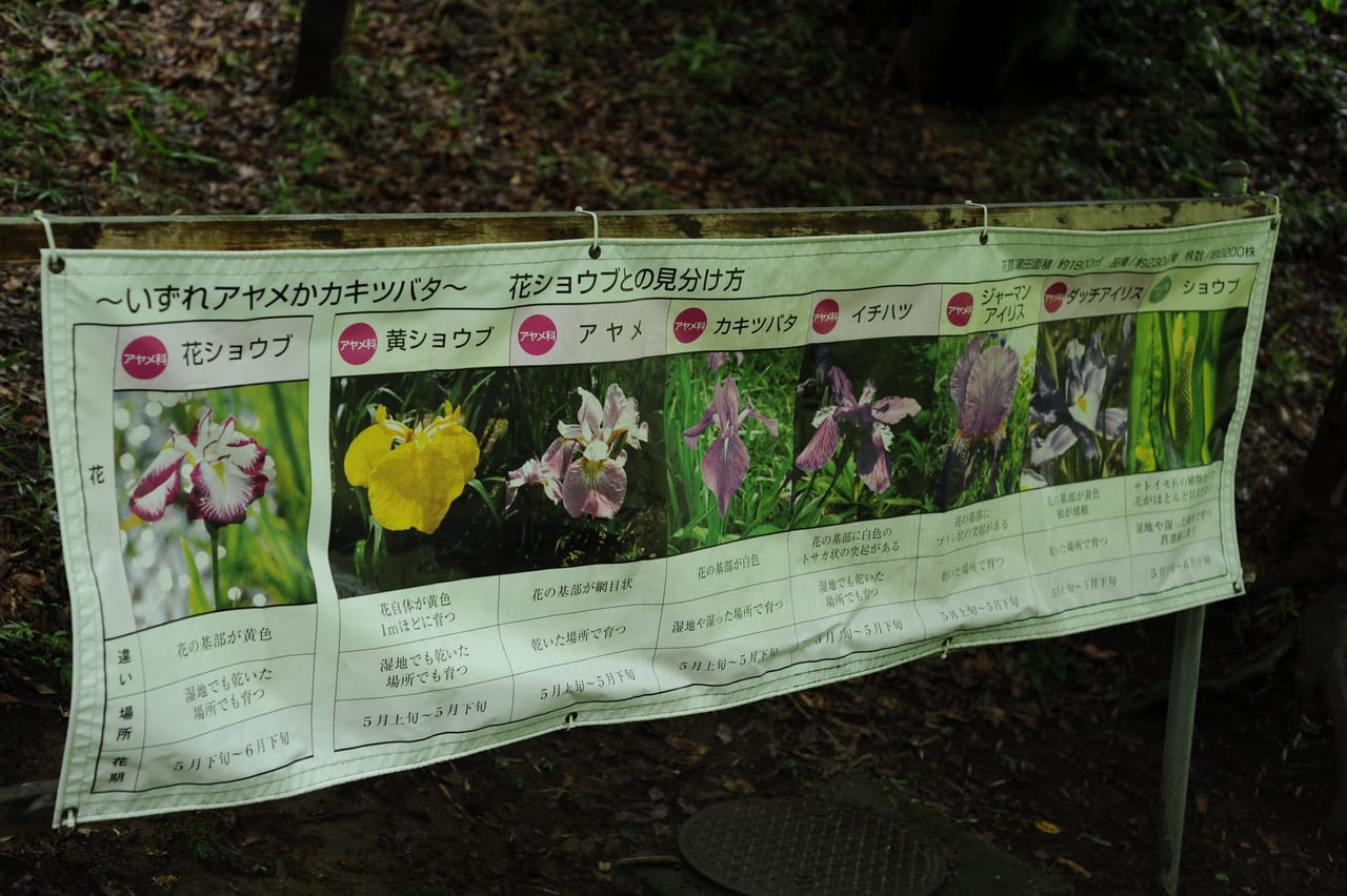 町田薬師池公園しょうぶあじさいまつりのしょうぶと他の花の見分け方の看板