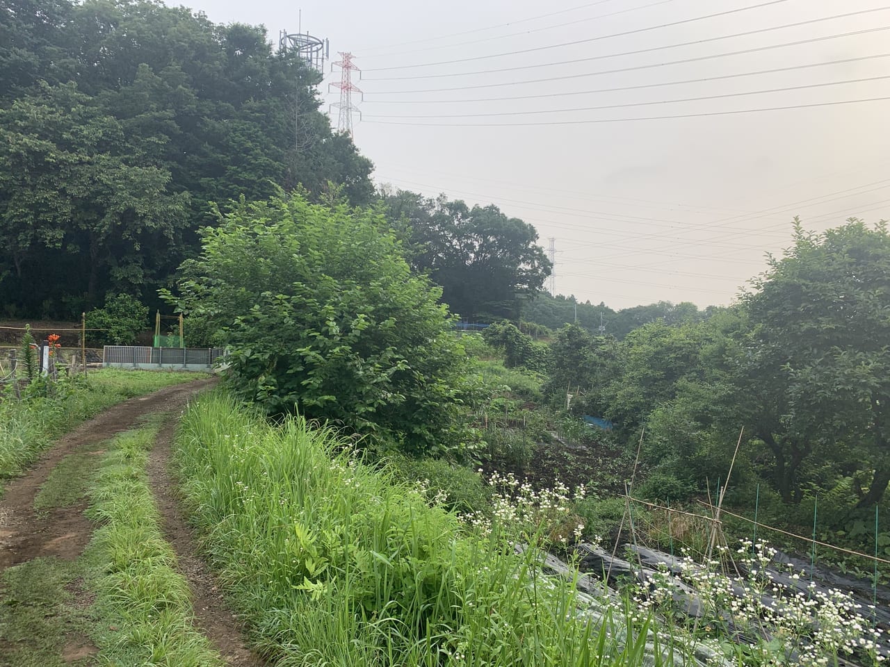 成瀬尾根緑地の道3