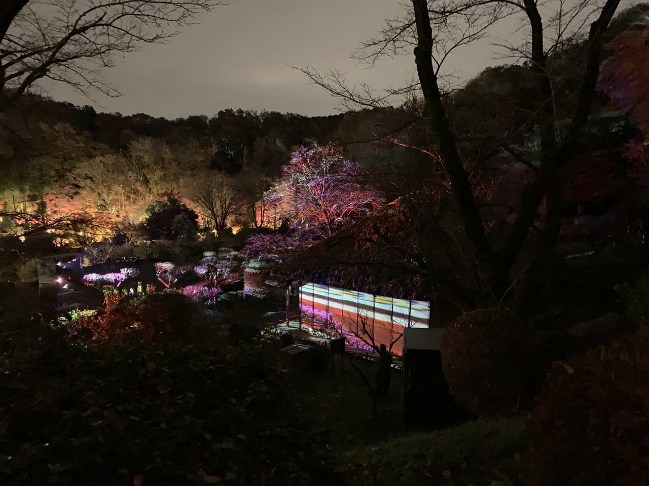 薬師池公園の紅葉ライトアップ③