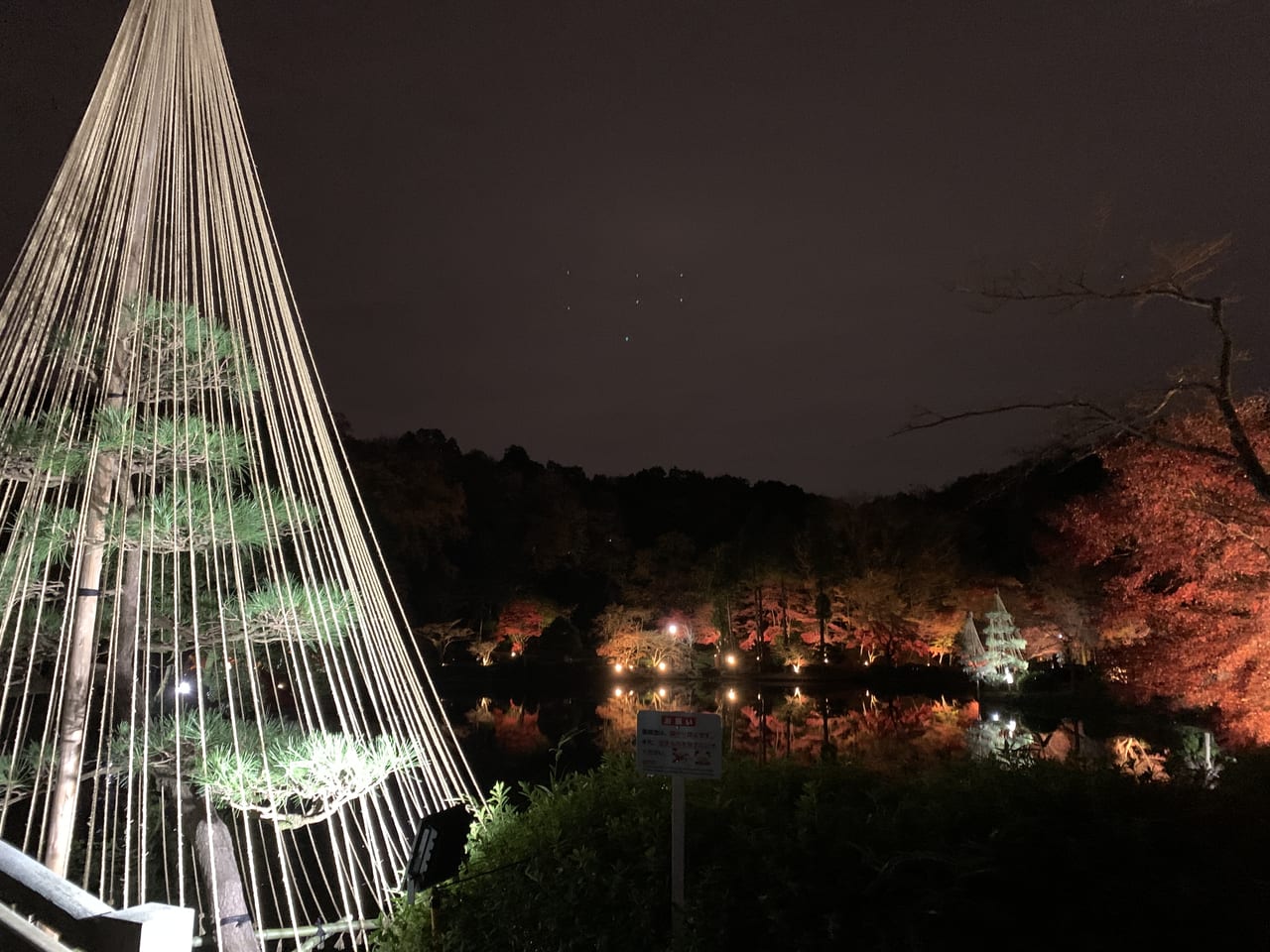 薬師池公園の紅葉ライトアップ②