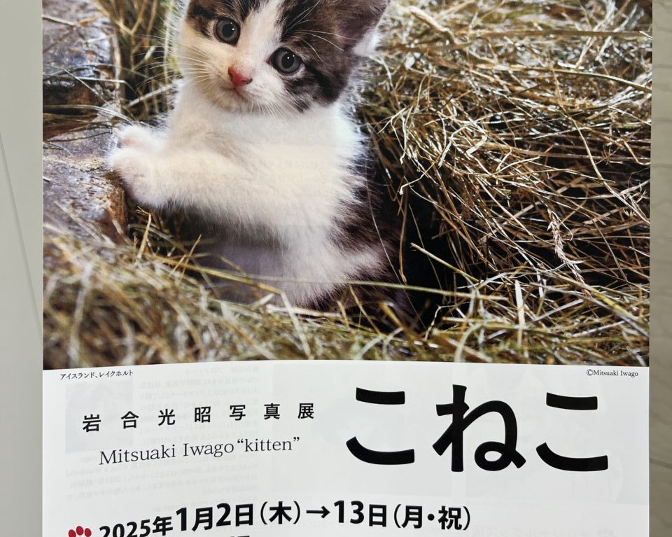 岩合光昭写真展　こねこ　チラシ