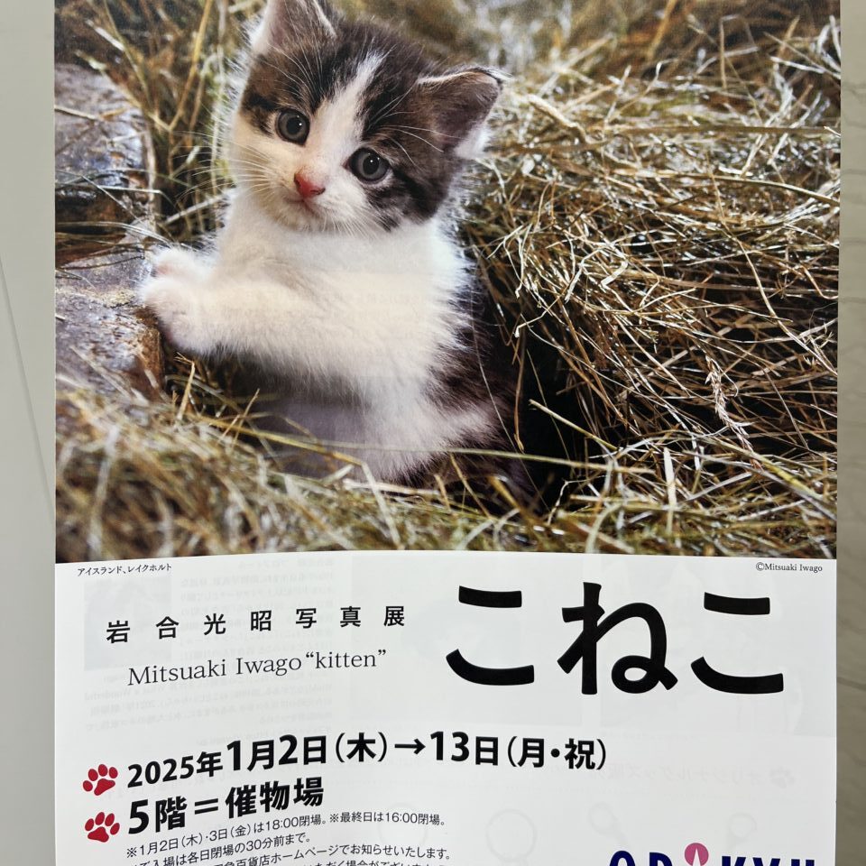 岩合光昭写真展　こねこ　チラシ