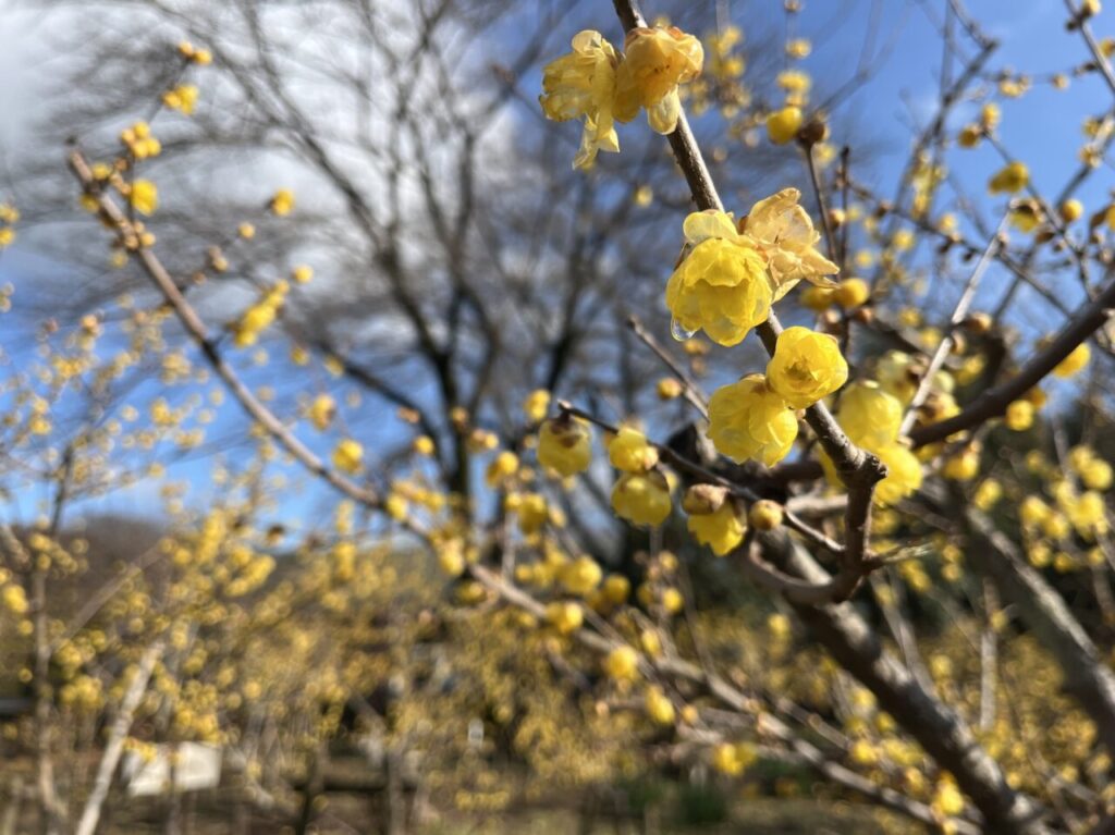 忠生公園　ロウバイ