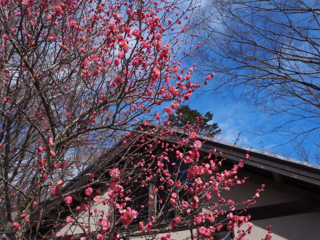 薬師池公園　梅林