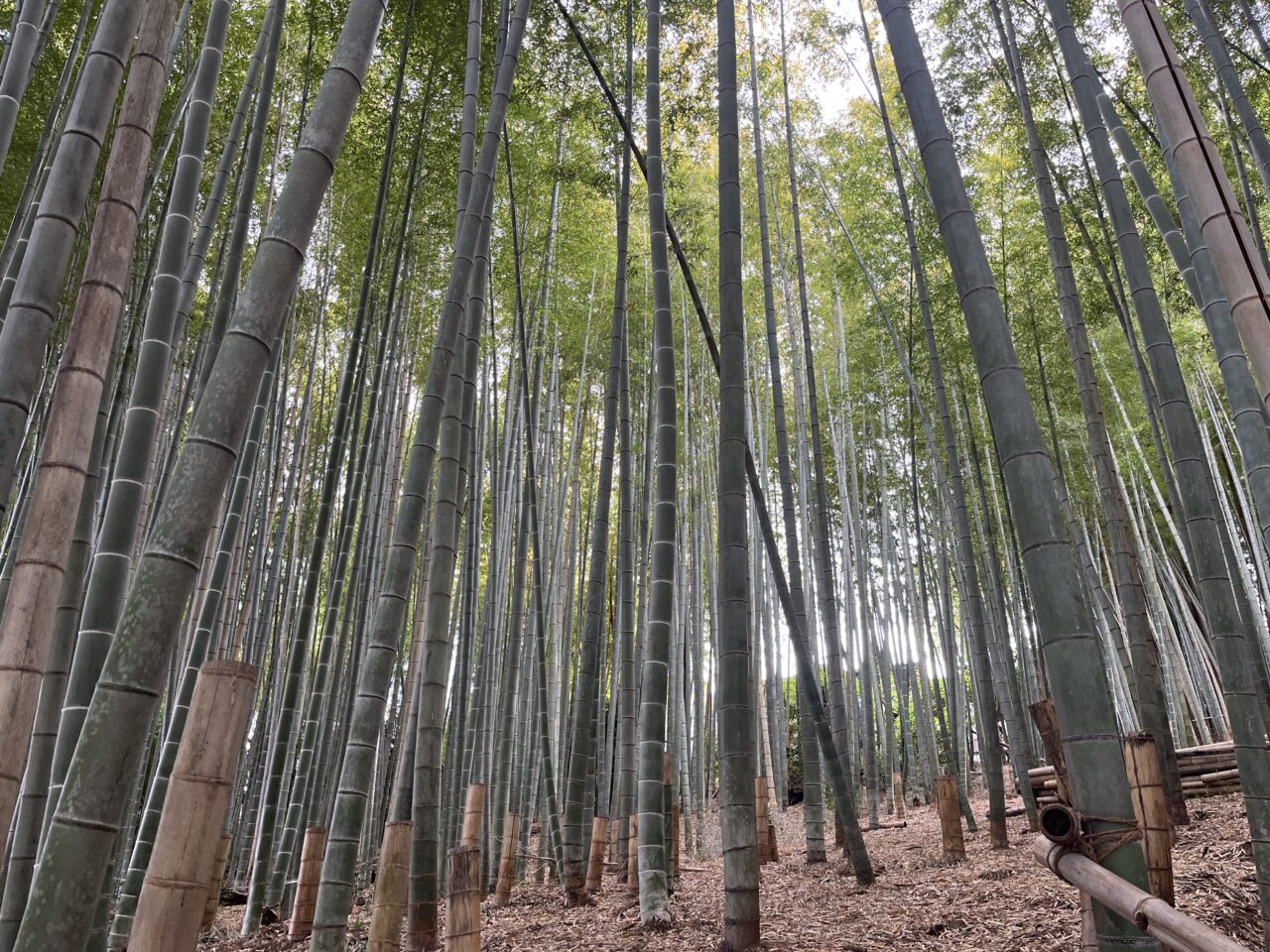 小野路の竹林