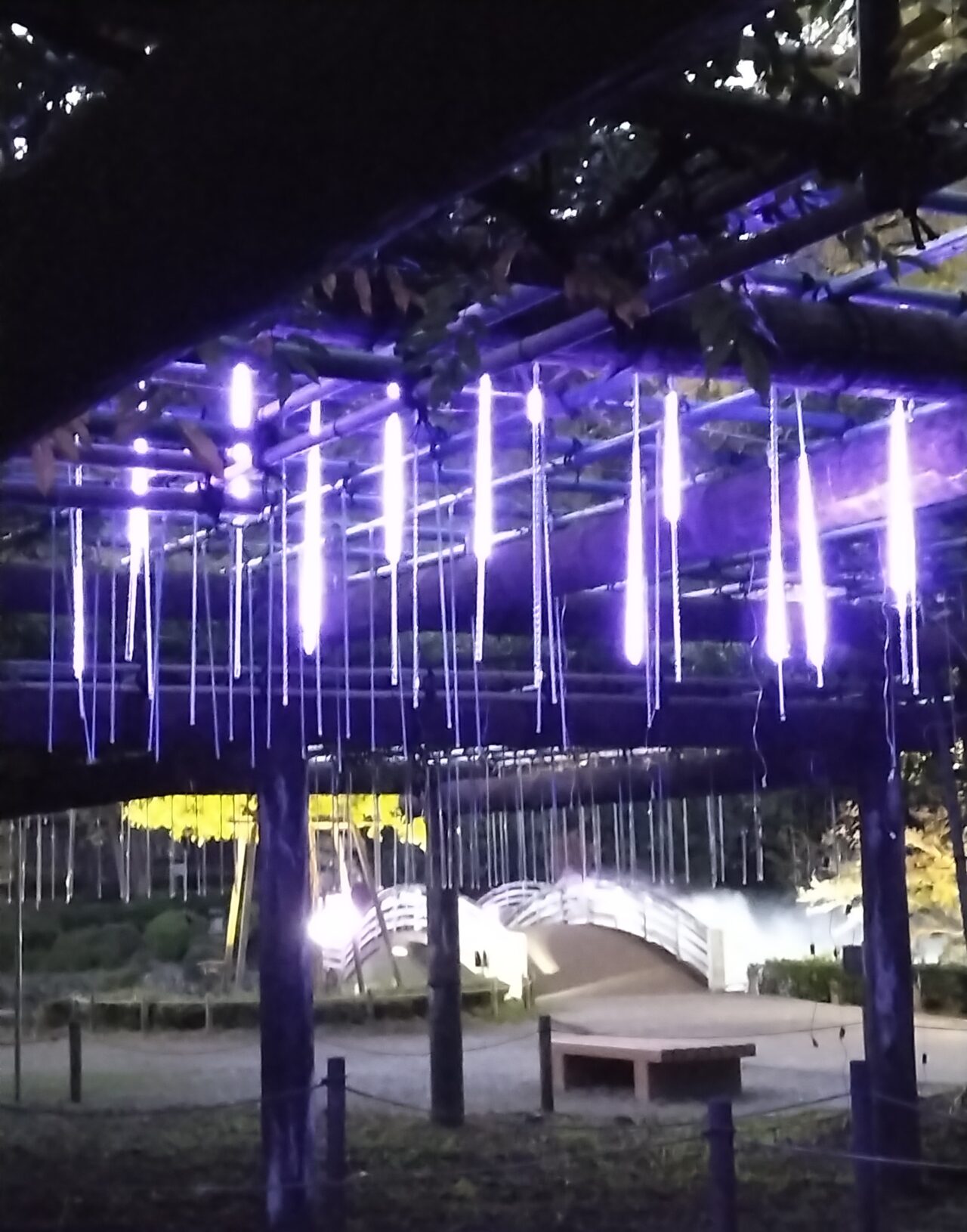 薬師池 藤棚 ライトアップ