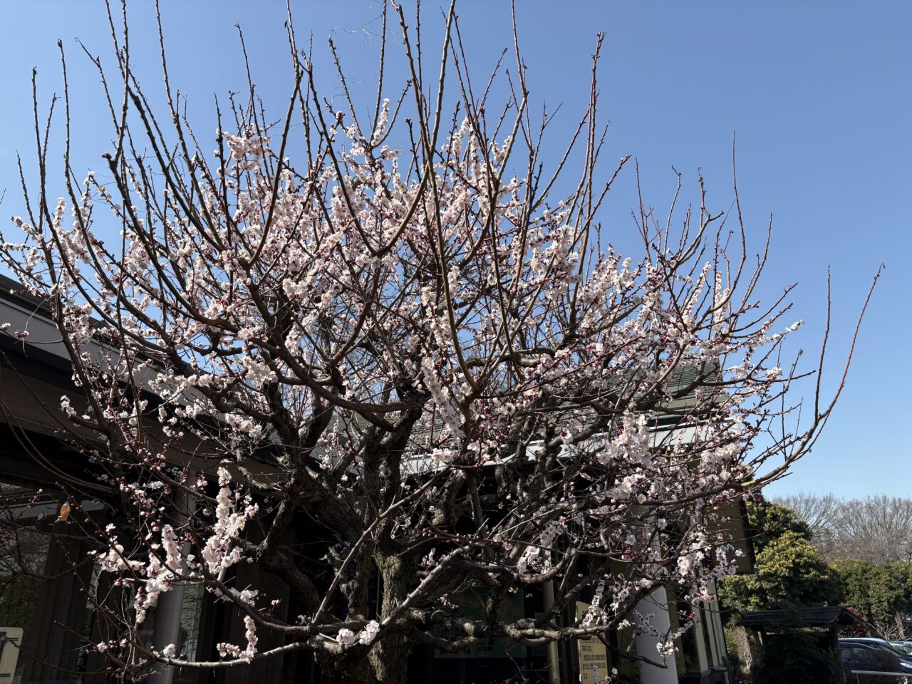 忠生公園 梅の花