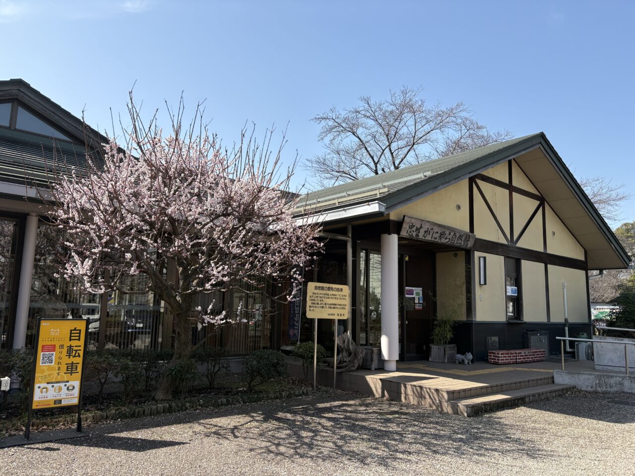 忠生公園 梅の花