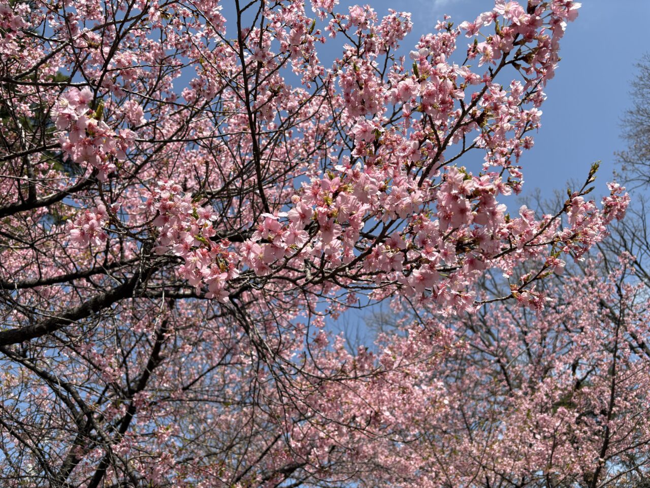 忠生公園 河津桜
