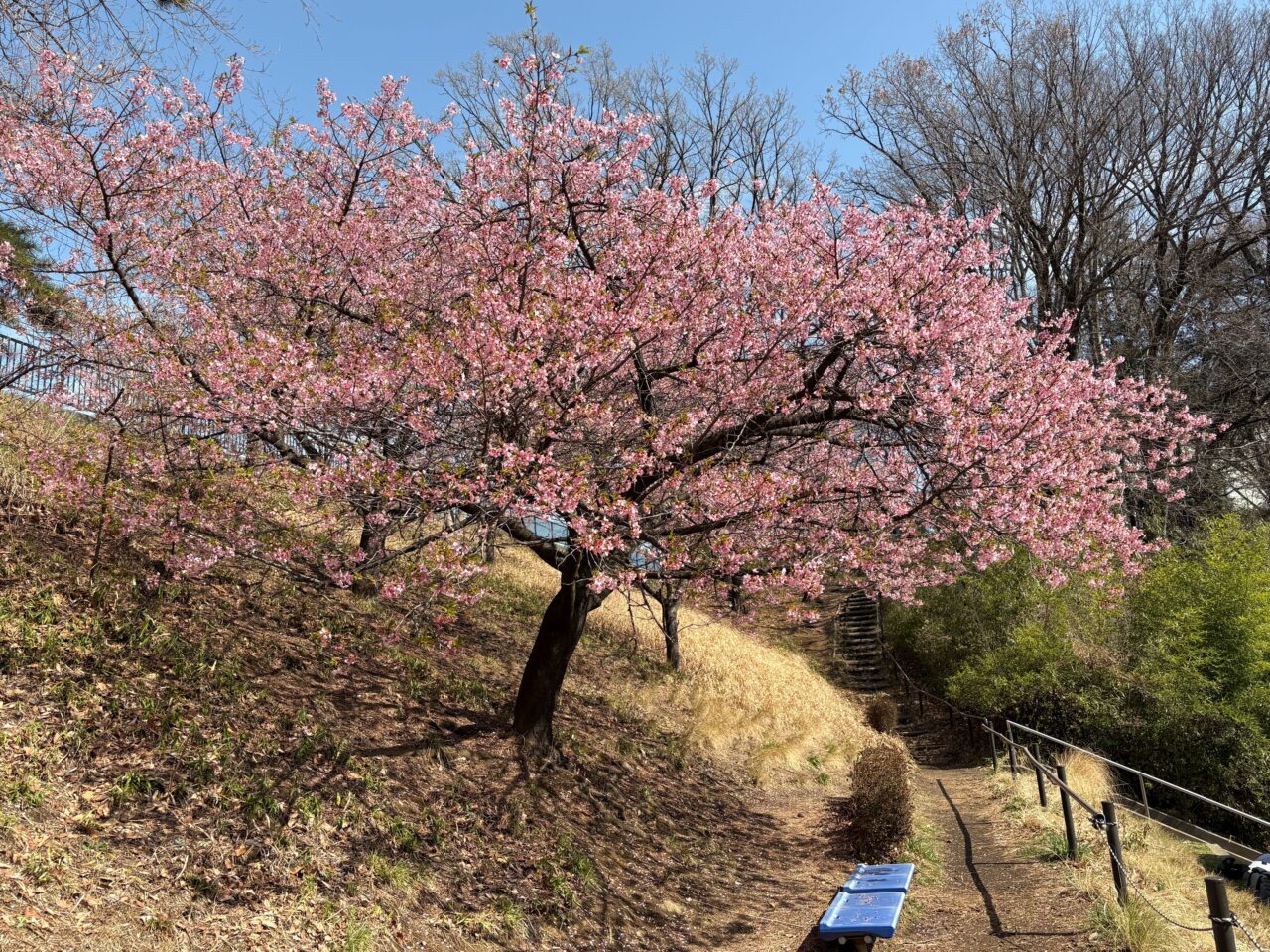 忠生公園 河津桜