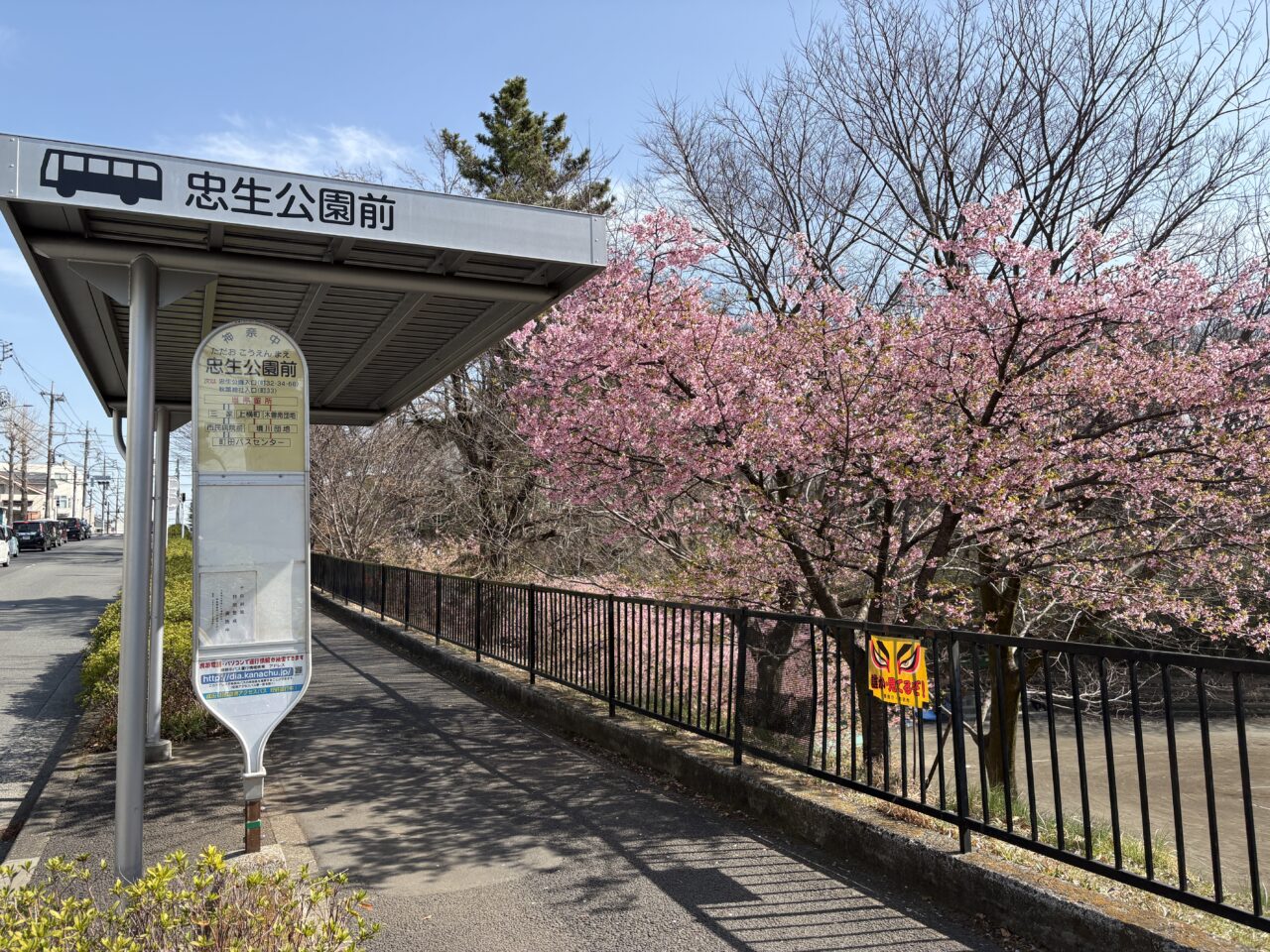 忠生公園前バス停と河津桜