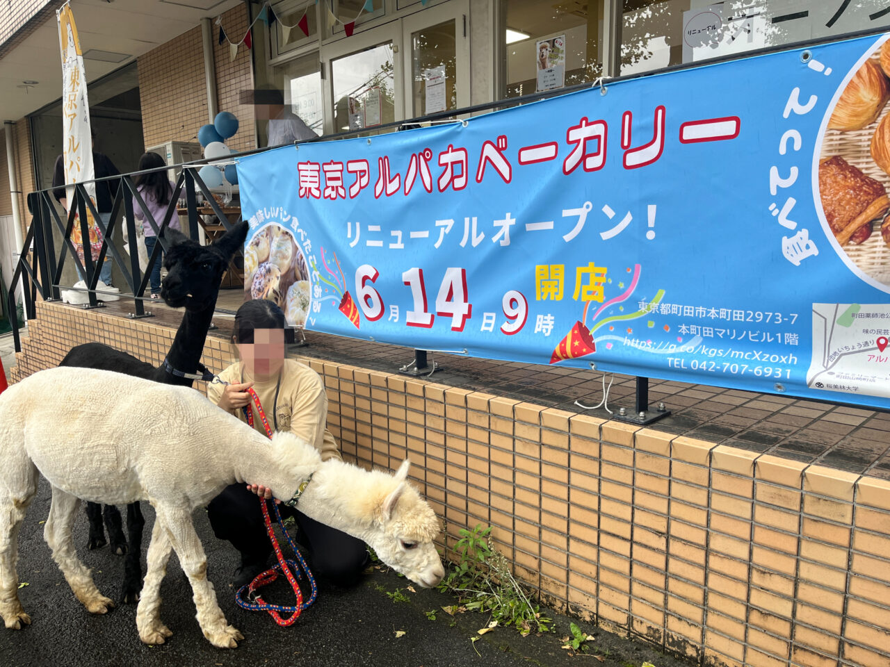 東京アルパカベーカリー アルパカふれあい