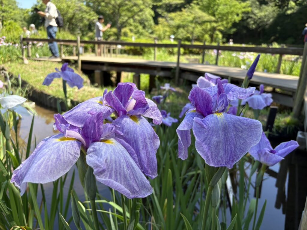 しょうぶ・あじさいまつり