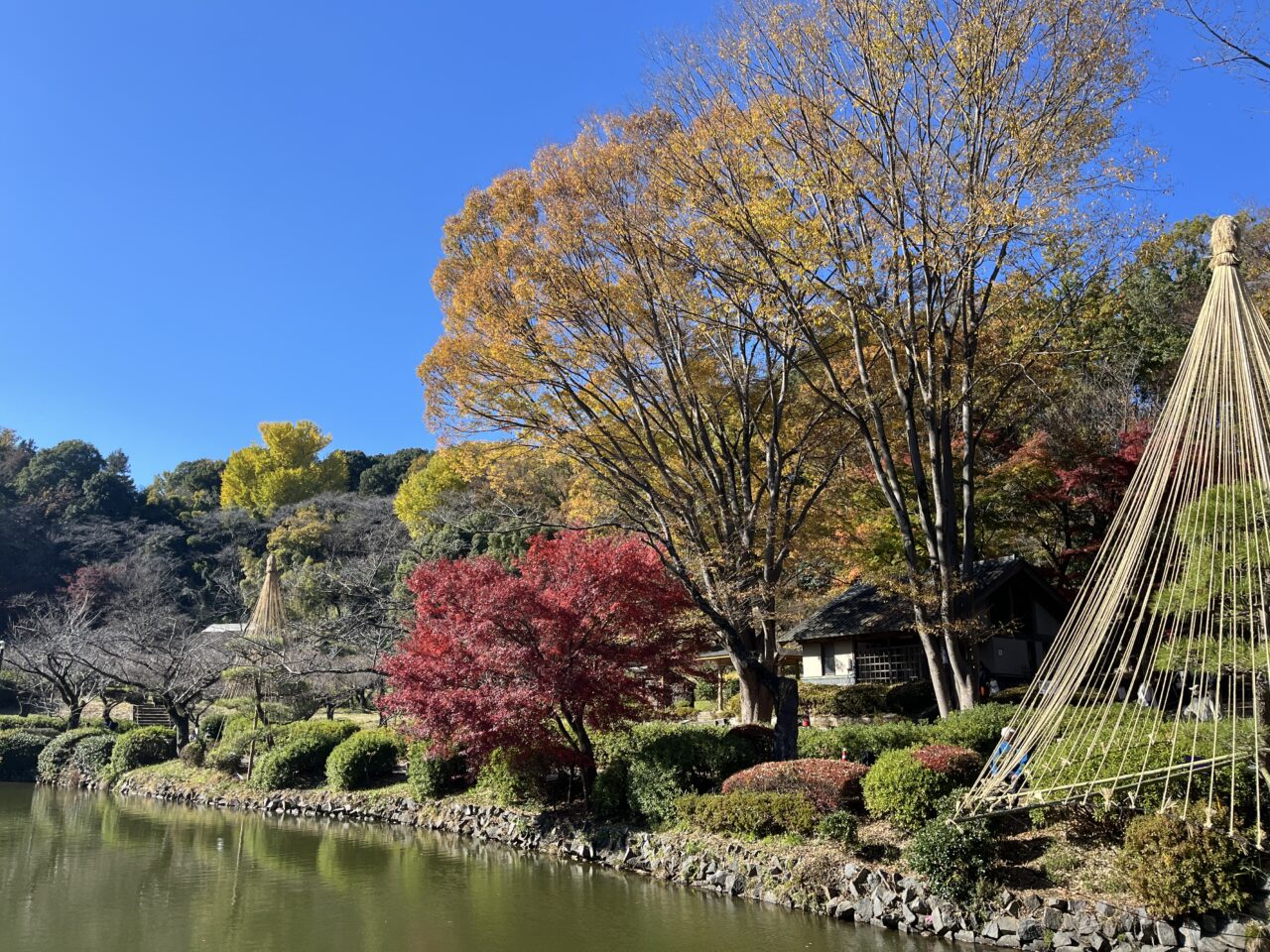 秋の薬師池 紅葉